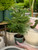 4" Norfolk Island Pine