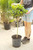 12" Ficus Moclame Standard