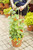 Thunbergia (Black-Eyed Susan Vine)  - 12 in Patio Pot