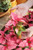 2" Mini Poinsettia - Pink