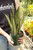 6" Sansevieria Spearmint