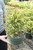 8" Portulacaria Stump