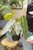 6" Philodendron Billietae