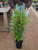 Agastache 'Blue Fortune' (T) - 1 gal