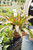 6" Neoregelia Nova