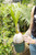 6" Coconut Palm