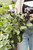 6" Plectranthus Mona Lavender