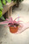 4" Cryptanthus Pink Star