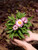 Straw Flower 5 in