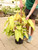 10" Philodendron Painted Lady totem