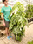 14" Epipremnum Albo