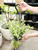 6" Crassula Capitella Red Pagoda