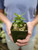 3" Adenium Arabicum