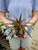 3" Dyckia Wine Red