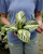 4" Zebra Plant White Gardenia