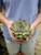4" Echeveria Hercules