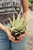 5" Aloe Candy Cane