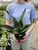 6" Sansevieria Whitney 6" Sansevieria Whitney