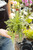4" Fern East Indian Holly