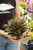 6" Peperomia Rosso