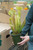 6" Sarracenia White Wizard