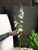 34" Larkspur Stem in White (Faux)
