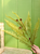 36" Fern Spray (Faux)