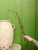 26" Twig Branch in Green