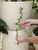 Lucky Bamboo single stalk