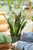 4" Sansevieria Black Coral