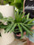 8" Palm Rhapis