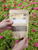 Delicate Flower Dahlia Farm Polka Dahlia Tuber