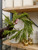 16" Norfolk Pine Wreath (Faux)