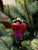 4" Strawberry Ornament