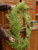 6' Celtic Cedar Garland (Faux)
