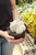 6" Snowball Cactus (Mammillaria Candita v. Rosea)