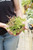 4" Brittle Maidenhair Fern