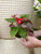 4" Anthurium Coral Champion
