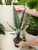 6" Alocasia Purple Sword