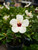 10" Hibiscus Bush White Wing