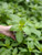 Padron Pepper