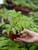 Honeybee Tomato