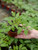 Mint Julip Tomato