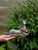 10" Enchanted Seated Deer