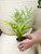 5" Oak Leaf Fern Variegated
