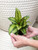 4" Calathea Beauty Star