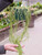 6" Hoya Linearis