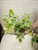 4" Fern Silver Dollar Maidenhair