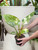 6" Philodendron Congo Nuclear
