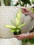4" Dieffenbachia Starbright
